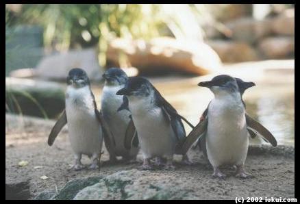 australia penguins