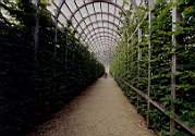 london99-hamp-arbor.jpg