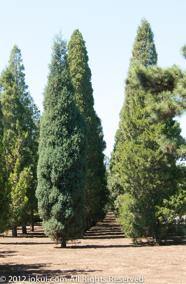 Temple of Heaven (天坛), Beijing, China