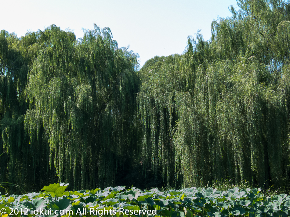 Old Summer Palace (圆明园), Beijing, China